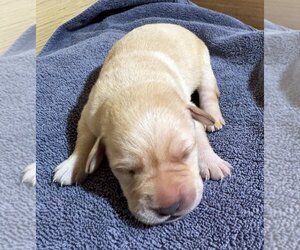 Medium Labrador Retriever