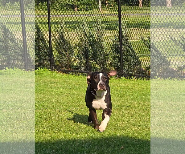 Medium Photo #7 American Pit Bull Terrier-Unknown Mix Puppy For Sale in Germantown, OH, USA