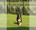Small #6 American Pit Bull Terrier Mix