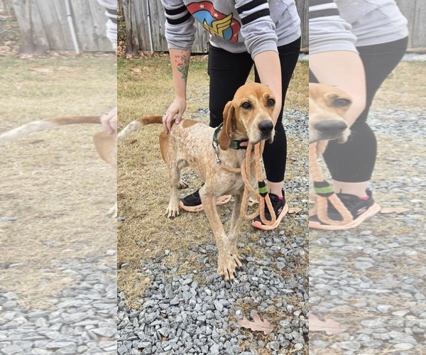 Medium Photo #3 Coonhound Puppy For Sale in Rustburg, VA, USA