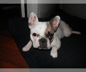 Mother of the French Bulldog puppies born on 12/19/2025