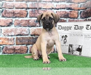 Mastiff Puppy for sale in BEL AIR, MD, USA
