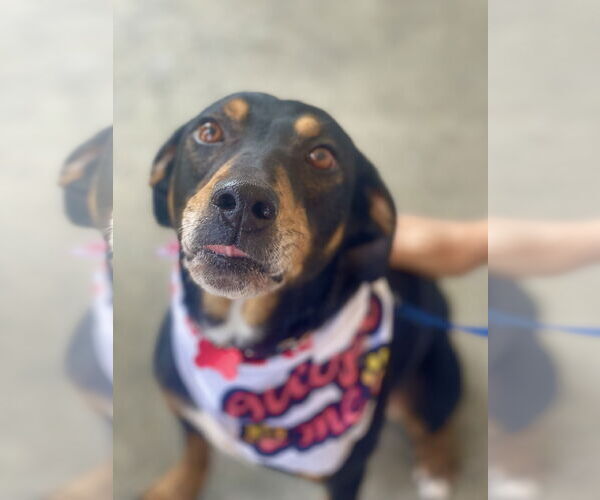 Medium Photo #3 Mutt Puppy For Sale in Mount Laurel, NJ, USA