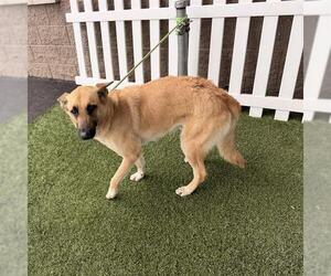 German Shepherd Dog Dogs for adoption in Modesto, CA, USA