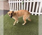 Small German Shepherd Dog