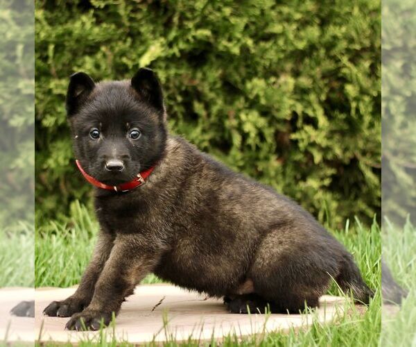Medium Photo #4 Belgian Malinois Puppy For Sale in RONKS, PA, USA