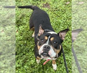 American Staffordshire Terrier Dogs for adoption in Fort Lauderdale, FL, USA