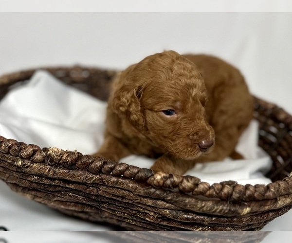Medium Photo #2 Goldendoodle Puppy For Sale in ABILENE, TX, USA