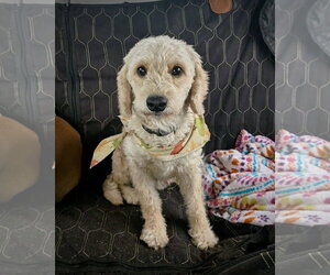 Bichon Frise Dogs for adoption in Dumont, NJ, USA