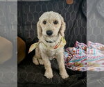 Small Bichon Frise