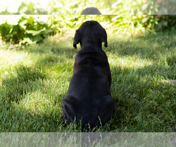 Medium Photo #34 Cane Corso Puppy For Sale in WAKARUSA, IN, USA