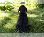 Small Photo #34 Cane Corso Puppy For Sale in WAKARUSA, IN, USA