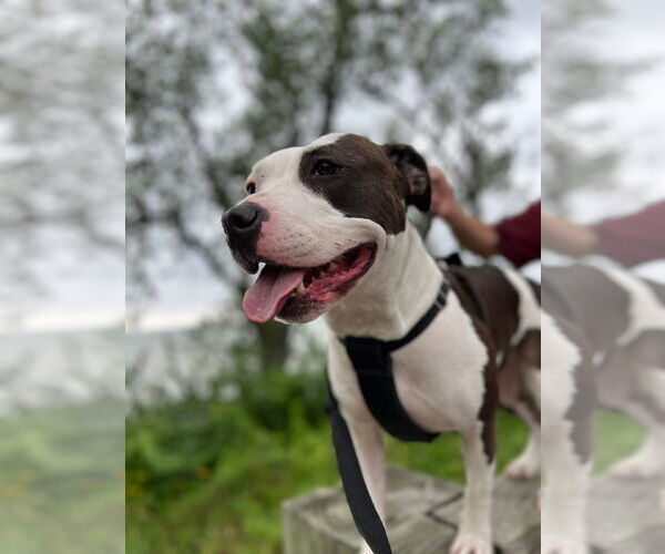 Medium Photo #1 Mutt Puppy For Sale in Strongsville, OH, USA