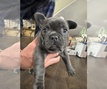 Puppy Blue Fuschia French Bulldog
