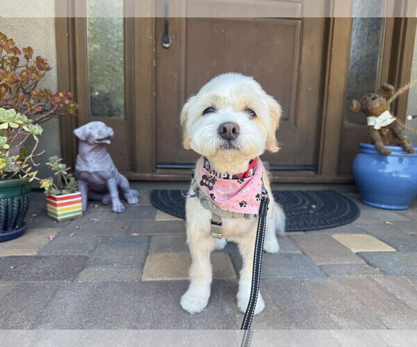 Medium Photo #3 Poodle (Miniature)-Unknown Mix Puppy For Sale in Santa Clara, CA, USA