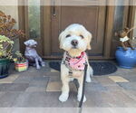 Small #2 Poodle (Miniature) Mix