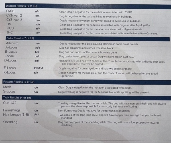 Medium Photo #4 French Bulldog Puppy For Sale in FRANKLIN, IN, USA