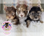 Small Yorkshire Terrier