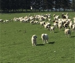 Small Photo #1 Great Pyrenees Puppy For Sale in CANOGA, NY, USA