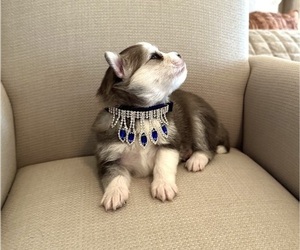 Medium Pomsky