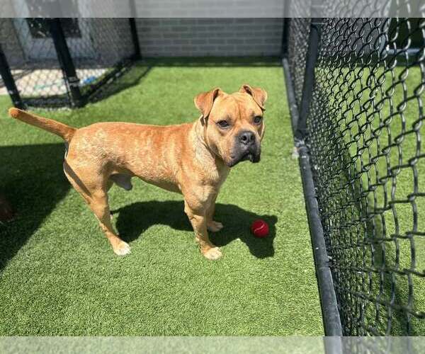 Medium Photo #3 Bull-Boxer Puppy For Sale in McKinney, TX, USA
