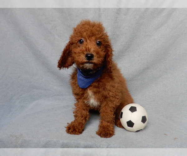 Medium Photo #4 Goldendoodle (Miniature) Puppy For Sale in MILLERSBURG, OH, USA