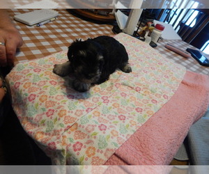 Schnauzer (Miniature) Puppy for sale in ROCKINGHAM, NC, USA