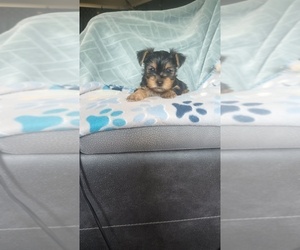 Medium Yorkshire Terrier