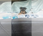 Puppy Gigi Yorkshire Terrier