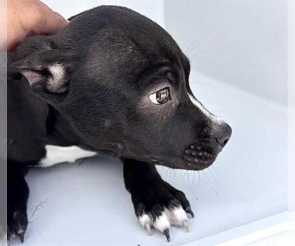 Medium Photo #1 Mutt Puppy For Sale in Houston, TX, USA