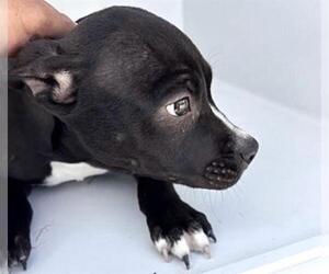 Mutt Dogs for adoption in Houston, TX, USA