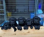 Image preview for Ad Listing. Nickname: Litter of 6