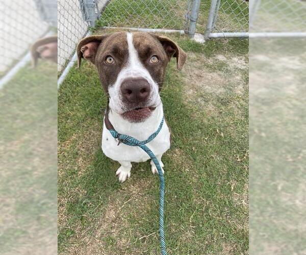 Medium Photo #2 American Pit Bull Terrier-Unknown Mix Puppy For Sale in Corpus Christi, TX, USA
