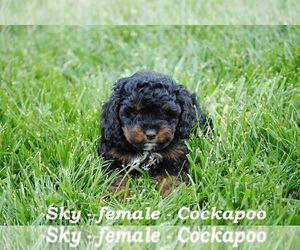 Cocker Spaniel-Poodle (Miniature) Mix Puppy for sale in OWENTON, KY, USA