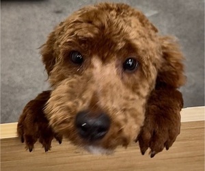 Father of the Goldendoodle (Miniature) puppies born on 06/15/2025