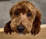 Small Photo #1 Goldendoodle (Miniature) Puppy For Sale in IDAHO FALLS, ID, USA