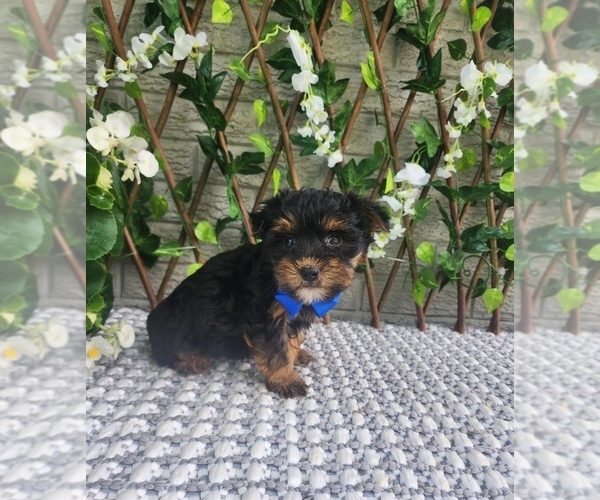 Medium Photo #3 Morkie Puppy For Sale in INDIANAPOLIS, IN, USA