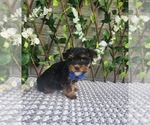 Small #2 Morkie