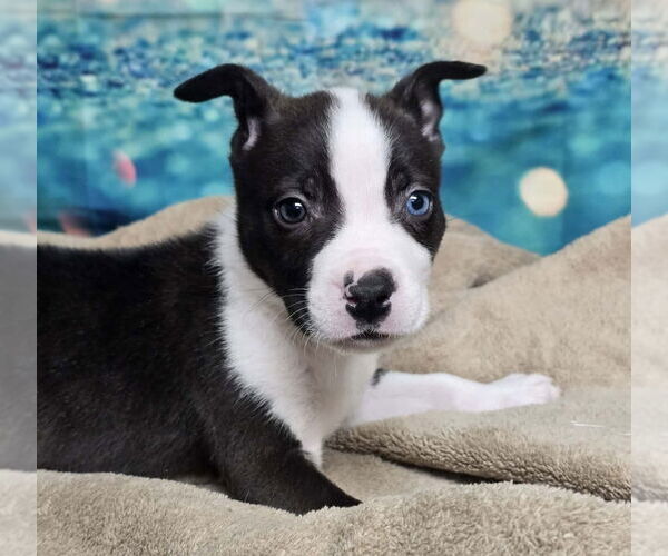 Medium Photo #10 Mutt Puppy For Sale in Lakewood, CO, USA