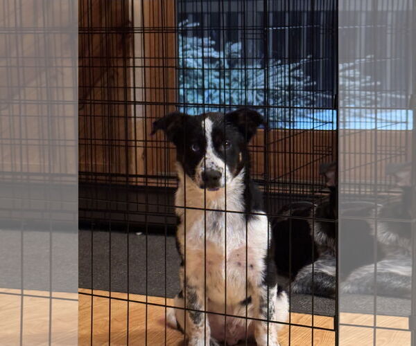 Medium Photo #1 Border Collie-Unknown Mix Puppy For Sale in Garden City, NY, USA