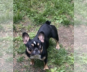 French Bulldog Puppy for sale in STERLING, MA, USA