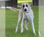 Small #1 Anatolian Shepherd