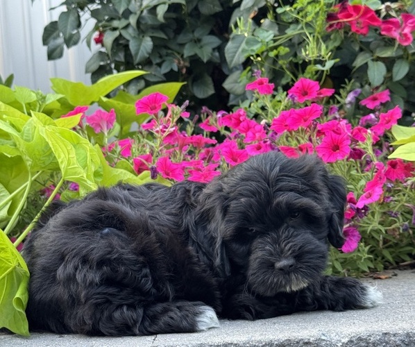 Medium Photo #2 Lhasapoo Puppy For Sale in CANOGA, NY, USA