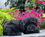 Small #1 Lhasapoo