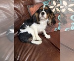 Small #12 Cavalier King Charles Spaniel