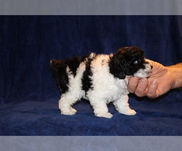 Medium Photo #3 Poodle (Toy) Puppy For Sale in DYERSBURG, TN, USA