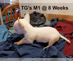 Small Photo #4 Chihuahua Puppy For Sale in BELLE FOURCHE, SD, USA
