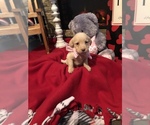 Small Photo #10 Labradoodle Puppy For Sale in DANVILLE, AL, USA