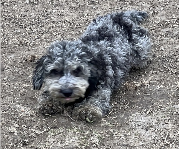 Medium Photo #4 Poodle (Miniature) Puppy For Sale in LANCASTER, MO, USA