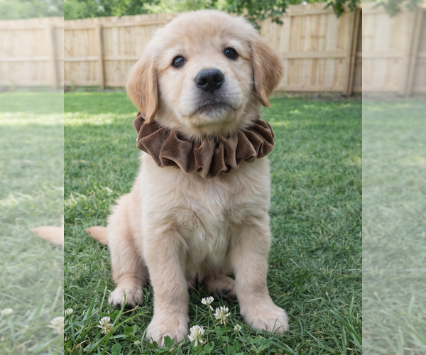 Medium Photo #3 Golden Retriever Puppy For Sale in Grovertown, IN, USA